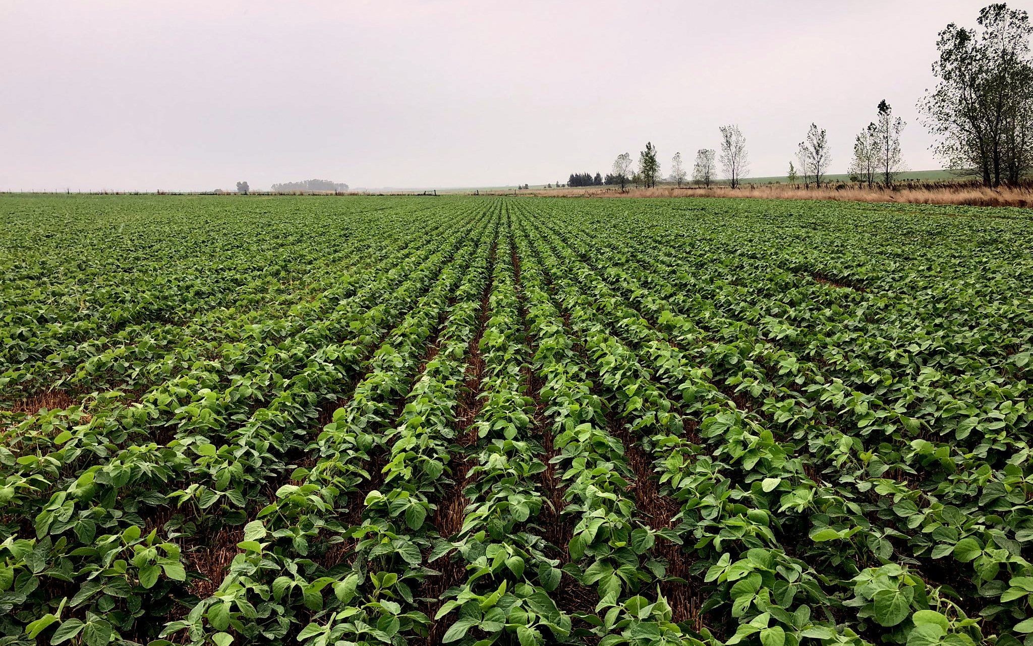 soja cultivo 1 20